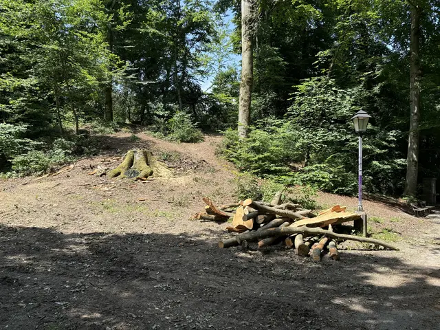Erst in der Vorwoche waren auch die Stadtwälder von dem Gewitter inklusive starker Sturmböen betroffen. | Foto: Lisa Gold