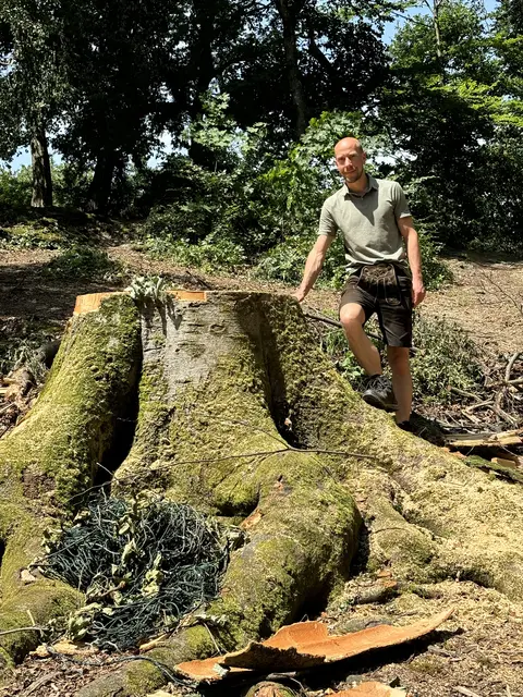 Diese alte Buche auf dem Mönchsberg wurde durch den Sturm vergangene Woche umgerissen, wie Stadtförster Christian Neureiter zeigt.  | Foto: Lisa Gold