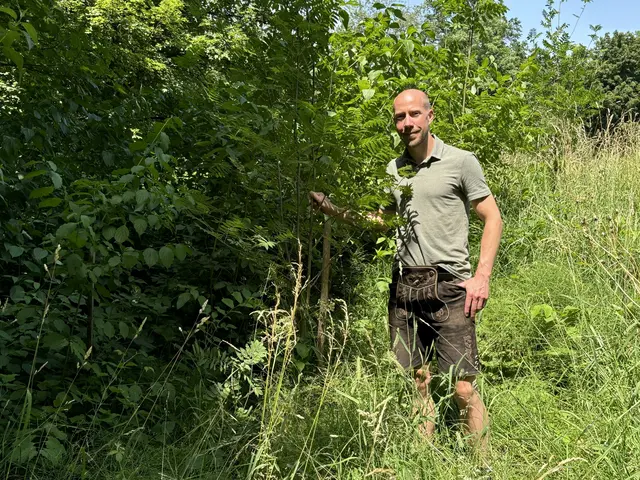 Waldbau und mehrhitzeresistente Baumarten: heiße, trockene Phasen verändern auch die Salzburger Stadtwälder.
 | Foto: Lisa Gold