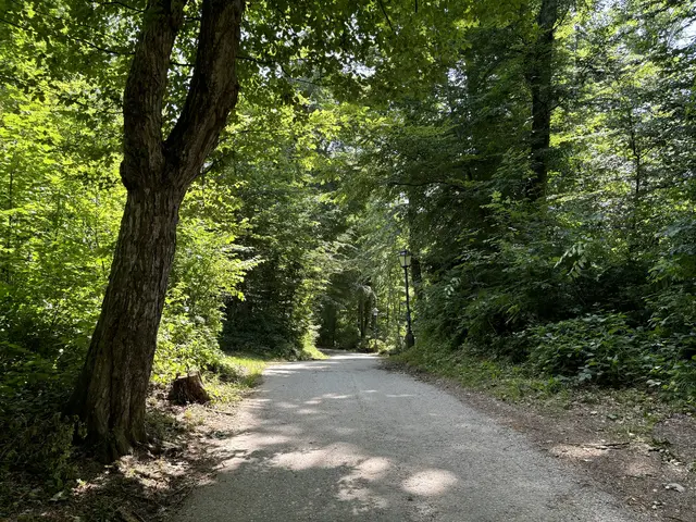 Waldbau und mehrhitzeresistente Baumarten: heiße, trockene Phasen verändern auch die Salzburger Stadtwälder.
 | Foto: Lisa Gold