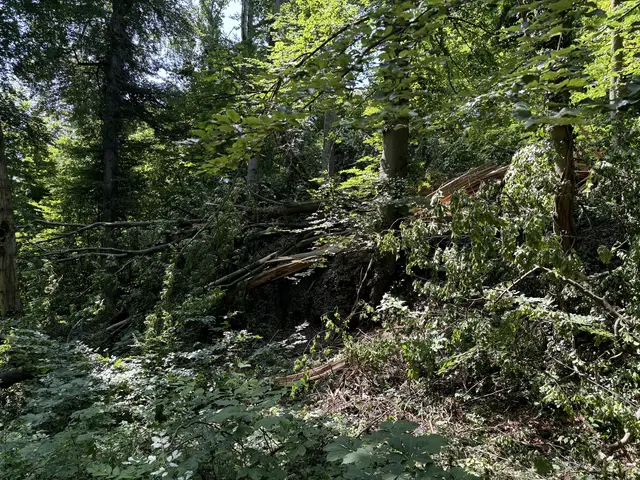 Waldbau und mehrhitzeresistente Baumarten: heiße, trockene Phasen verändern auch die Salzburger Stadtwälder.
 | Foto: Lisa Gold