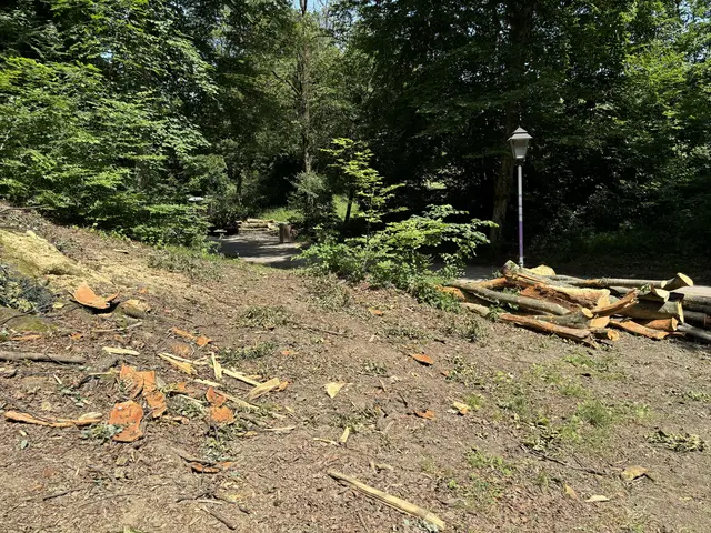 Erst in der Vorwoche waren auch die Stadtwälder von dem Gewitter inklusive starker Sturmböen betroffen. | Foto: Lisa Gold