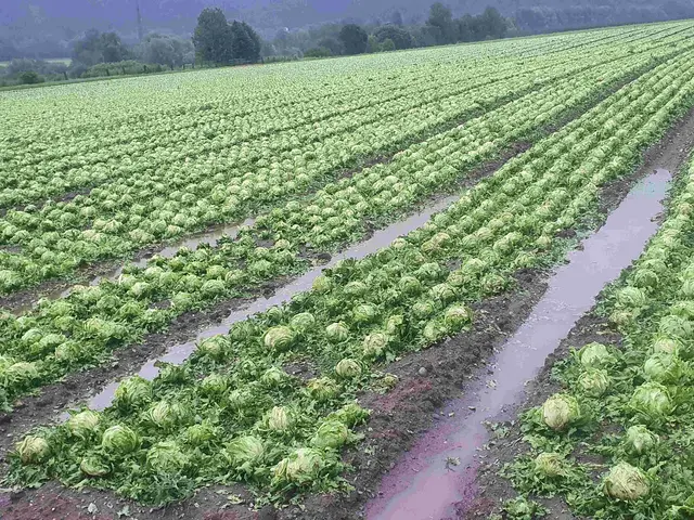 Eissalat in Inzing: Die Sachverständigen der Österreichischen rechnen in den besonders betroffenen Bezirken Innsbruck-Land, Schwaz, Kufstein sowie Kitzbühel mit Schäden an den Kulturen Grünland, Mais, Obst, Erdbeeren, Gemüse sowie Christbäume in der Höhe von rund 2,4 Millionen Euro. | Foto: ÖHV