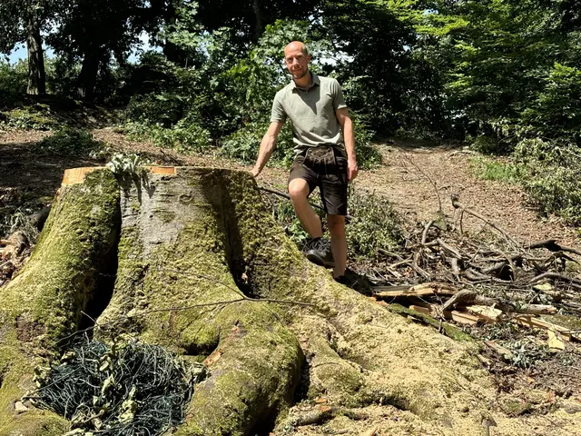 Diese alte Buche auf dem Mönchsberg wurde durch den Sturm vergangene Woche umgerissen, wie Stadtförster Christian Neureiter zeigt.  | Foto: Lisa Gold