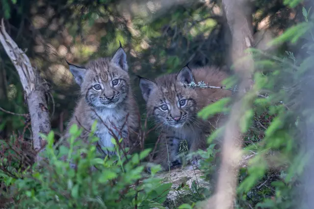 Die beiden kleinen Luchsbabys erobern bereits neugierig ihre Umgebung. Wer Glück hat, kann sie am Wilden Berg beobachten. | Foto: Tintimax Photography