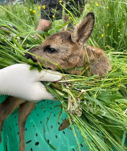 Der VGT (Verein gegen Tierfabriken) engagiert sich auch in der Wildtierrettung. So verläuft ein Tag bei der Initiative „Kitzrettung Innsbruck“.  | Foto: VGT