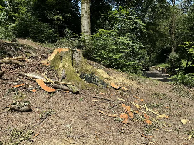 Erst in der Vorwoche waren auch die Stadtwälder von dem Gewitter inklusive starker Sturmböen betroffen. | Foto: Lisa Gold