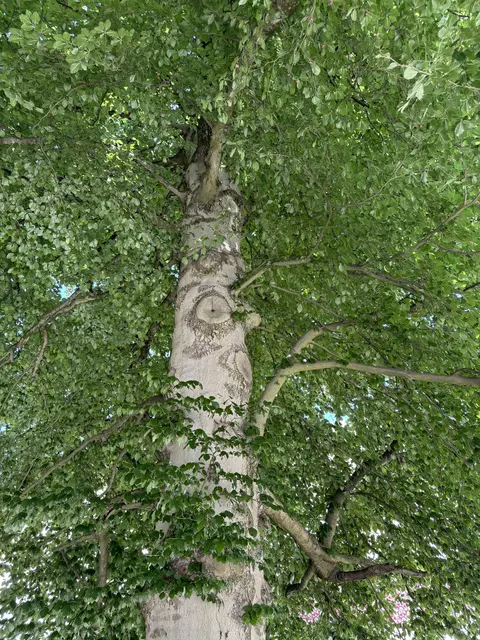Waldbau und mehrhitzeresistente Baumarten: heiße, trockene Phasen verändern auch die Salzburger Stadtwälder.
 | Foto: Lisa Gold