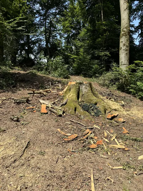 Erst in der Vorwoche waren auch die Stadtwälder von dem Gewitter inklusive starker Sturmböen betroffen. | Foto: Lisa Gold