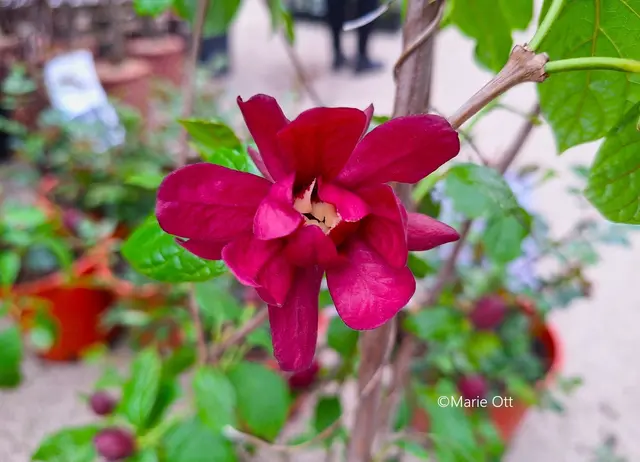 gartenazaleen dngen Color Plus  Dnger fr Rhodo, Hortensien und Azaleen