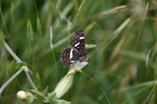 Landkärtchen, Sommergeneration