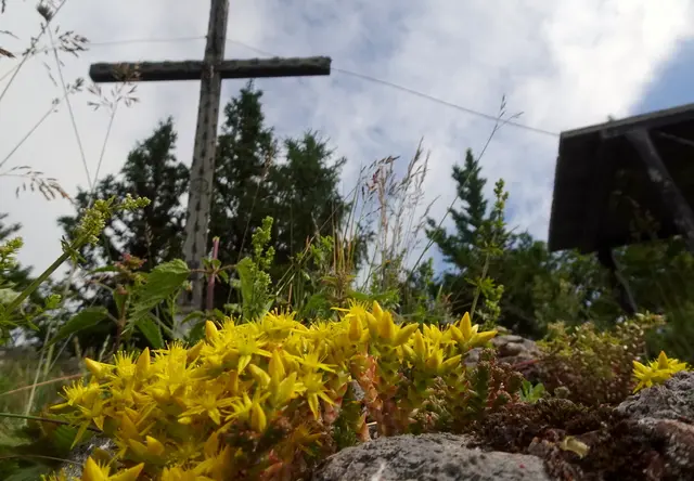 Gelber Mauerpfeffer grüßt den Gipfel.