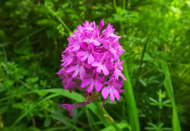 Die Pyramiden-Hundswurz, eine besondere Orchidee
