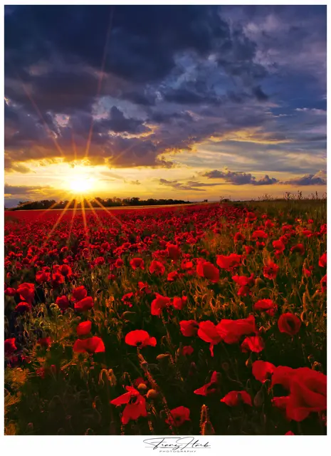 Blühende Farbenpracht in der Steiermark: Ein Mohnblumenfeld bei Sonnenlicht zeigt die Naturidylle und Artenvielfalt im grünen Herzen Österreichs. | Foto: Franz Harb 