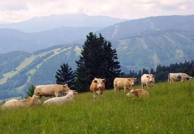 An die 60 Rinder weiden auf der Eisensteinalm.