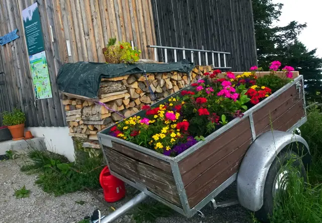 Ein netter Blumengruß auf der Julius-Seitner-Hütte