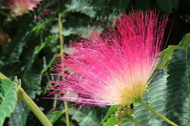 Was die Natur uns an schönen Pflanzen präsentiert!