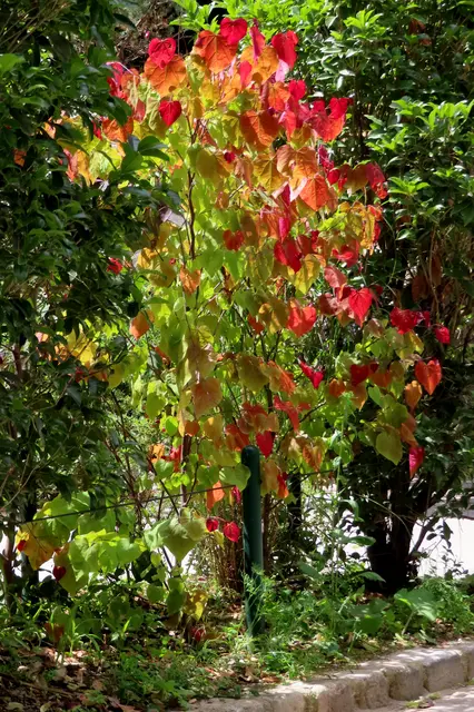 Und hier wird schon auf Herbstbunt geübt.
