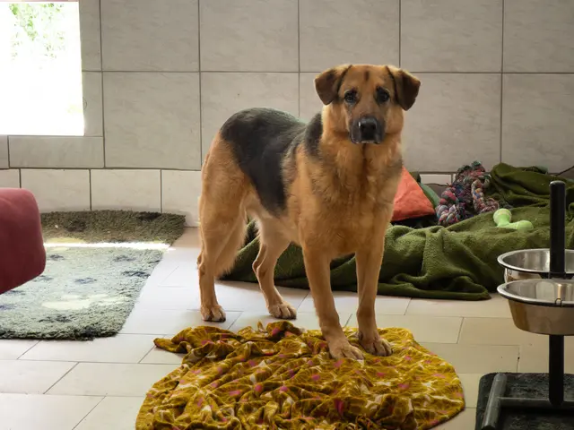 "Leo" in seinem Hundezimmer.