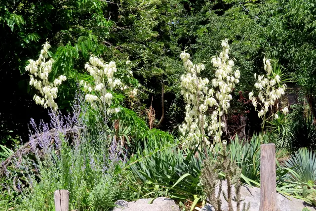 Die Yucca-Pflanzen stehen in voller Blüte (ausnahmsweise nicht verlaust)