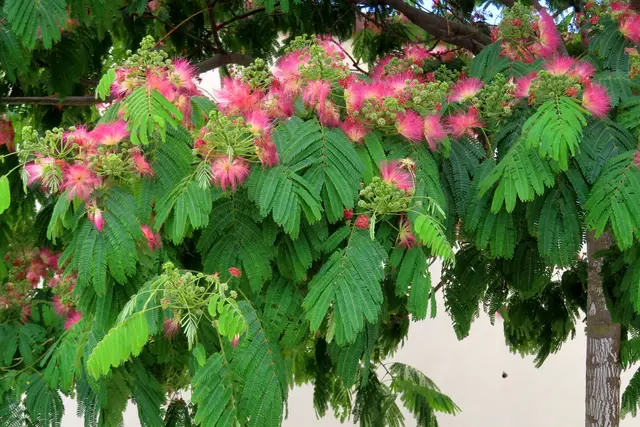 Bäume wie Blumensträuße!