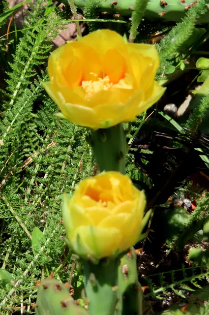 Kaktusblüten in Gelb