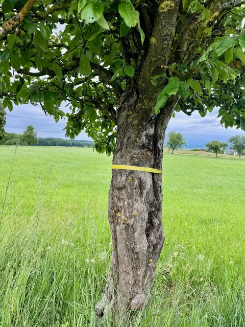 Das gelbe Band an Obstbäumen soll signalisiere: Greif zua! | Foto: Mostlandl Hausruck