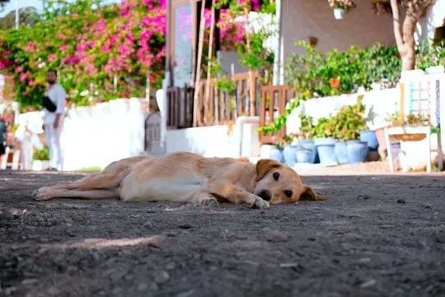 Auch Haustiere sollten vor der Hitze geschützt werden. (Symbolbild) | Foto: Akanda Kilicarslan/Unsplash