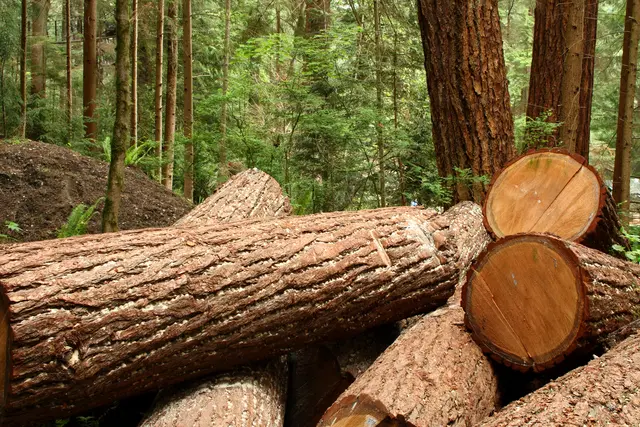 Beim Holzstraßenkirchtag geht es jährlich um die heimische Forstwirtschaft. | Foto: dpcrestock (Marcus Miranda)-panthermedia