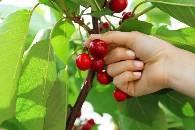 Die Kirschenernte wurde bereits abgeschlossen, mit sehr guten Ergebnissen bei der Qualität, als auch Menge. | Foto: Symbolbild Africa Studio/stock.adobe.com