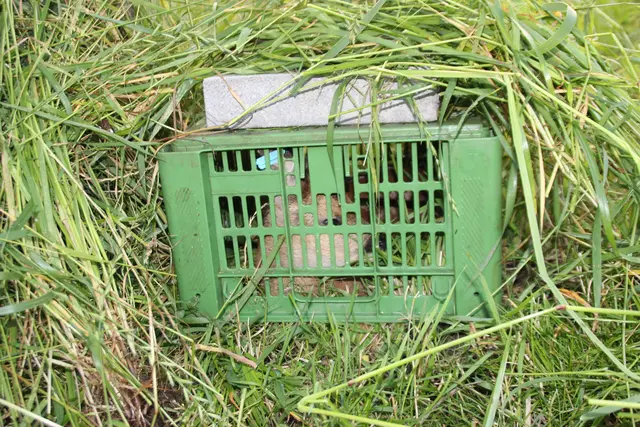  Bis die Mahd vorbei ist, bleiben die entdeckten Kitze gesichert unter einer Kiste und werden dann nach den Mäharbeiten wieder befreit. | Foto: Manfred Jordan