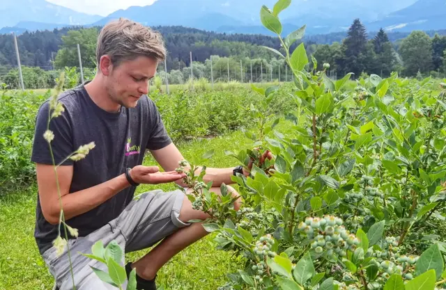In Eberndorf werden bereits fleißig Heidelbeeren gepflückt. Alles, was älter als zwei Tage ist, wird eingefroren und weiterarbeitet. | Foto: Rafael Mistelbauer