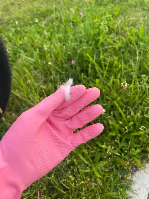 So sieht das Gift aus. | Foto: privat