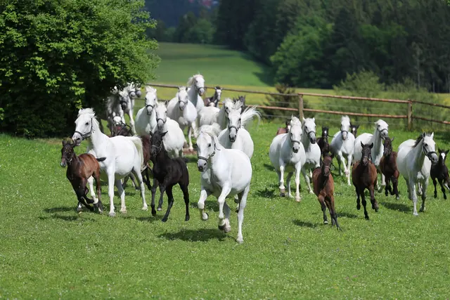 Die Lipizzaner sind los. Im Sommer bietet das Lipizzanergestüt Piber mehrere Events an. | Foto: Stefan Seiberl