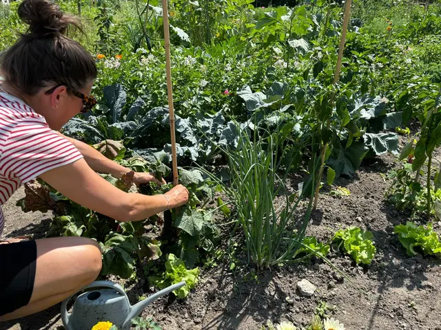 Urban Gardening Gewinnerin Sabine hegt und pflegt ihr Beet im Hofgarten. Auch die anderen Gewinner können bereits reichlich ernten. | Foto: Königer
