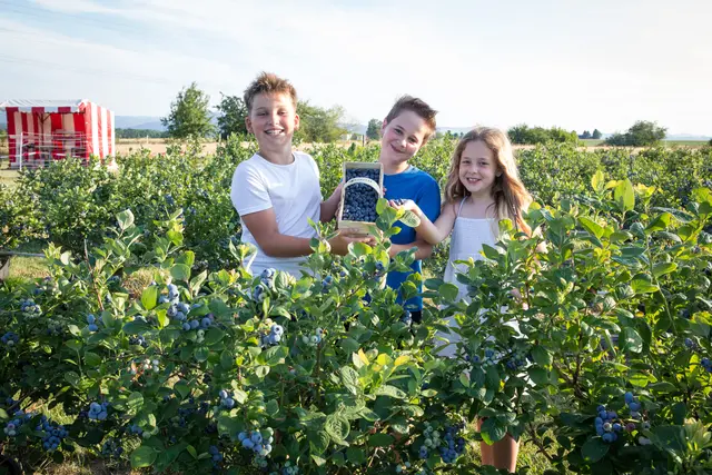 "Beerige Freuden" im Heidelbeerfeld in Bodensdorf | Foto: Markus Wurzer/Wurzers Genuss- und Erlebnishof