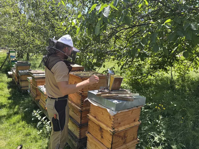 Imkermeister Markus Stabler entnimmt die gefüllten Wachsplatten aus den Bienenstöcken. | Foto: MeinBezirk