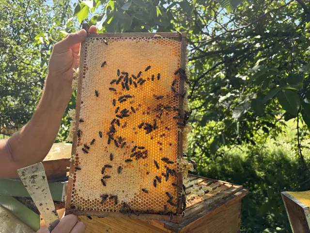 Von einer Wachsplatte können etwa zwei Kilo Honig geerntet werden.  | Foto: MeinBezirk