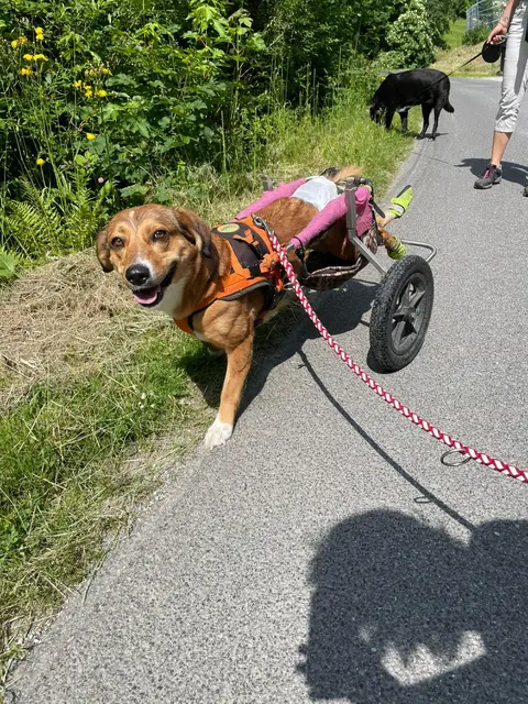 Auch Rolli-Hund Luna ist munter unterwegs. | Foto: Stibi's Hundeparadies