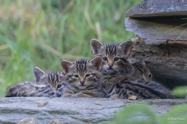Von Tag zu Tag erkunden die Wildkatzen-Vierlinge ihr Umfeld ein Stück mehr. | Foto: Werner Pleiner