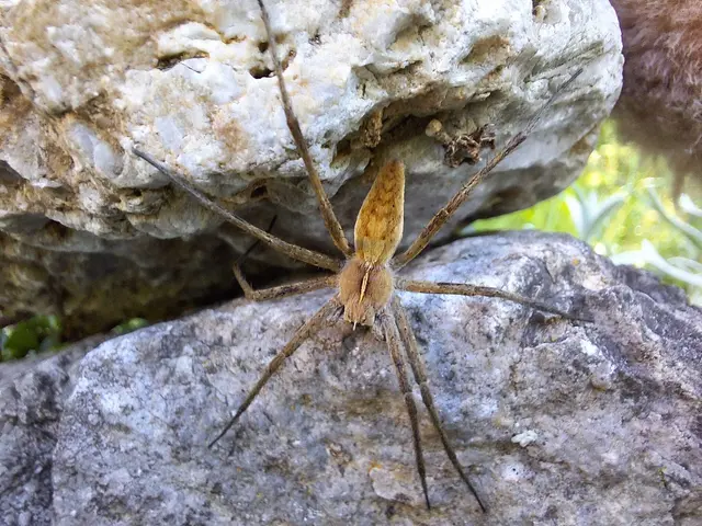Das in Waidhofen/Thaya entdeckte Exemplar der Braunen Jägerspinne. | Foto: Theresa Hammer