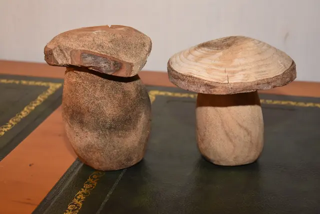 Pilz, Pils, Pilsl = Herrenpilz. Diese Pilze stammen von Johann Payreder, Pabneukirchen.  | Foto: Zinterhof
