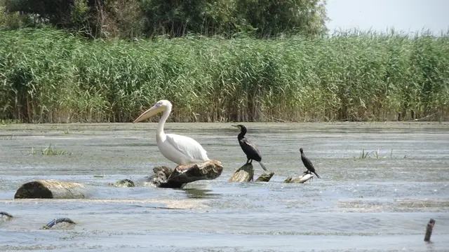 20.06.2025 Hallo Pelikan mit zwei Arten von Kormoranen! Das ist echt unglaublich wie sich die hergesetzt haben, besser geht es nicht..