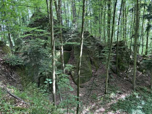 Blick über den Halsgraben von Norden. | Foto: MeinBezirk Perg/Köck