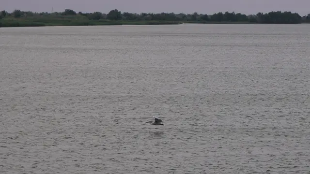 20.06.2025 ein einsamer Pelikan fliegt über der Donau
