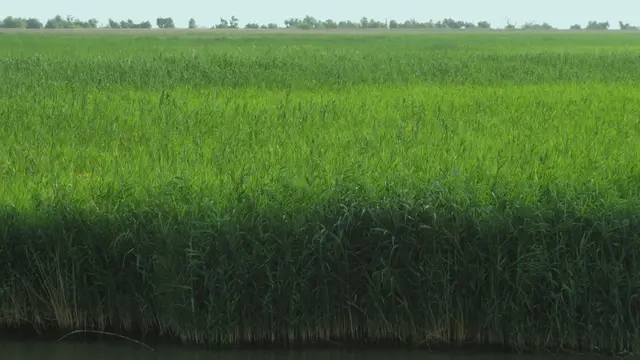 20.06.2025 die Landschaft im Donaudelta vom Schiff aus gesehen