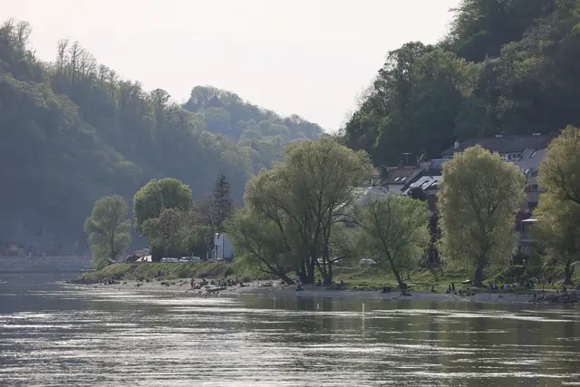 Ein stark alkoholisierter 28-Jähriger kletterte gestern in einen Baum am Donaustrand in Alturfahr und schaffte den Abstieg nicht mehr selbst. | Foto: Reischl