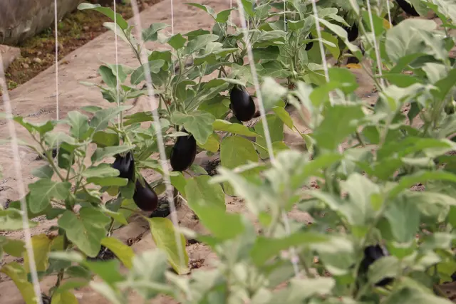 Kommt das Gemüse aus der Region, bleibt ihm ein langer Transportweg erspart und die Vitamine kommen frisch auf den Teller | Foto: Edith Ertl