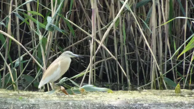 20.06.2025 auch andere Reiher sind zu sehen