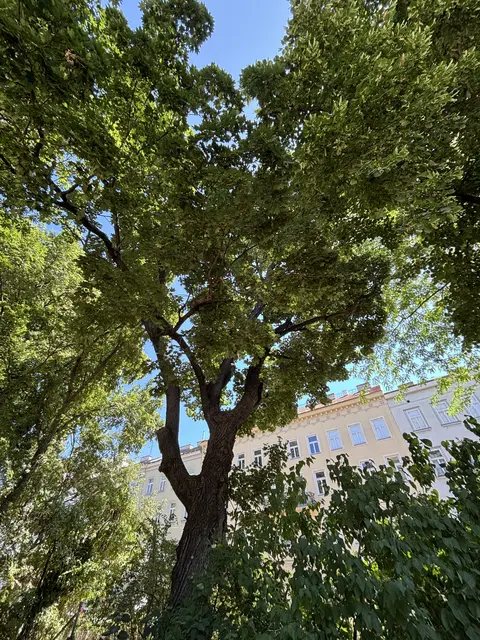 Da der 15 Meter hohe Baum erkrankt ist, stellt er eine Gefahr für Passanten da. | Foto: Scheiber/MeinBezirk